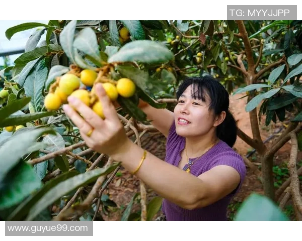 果园乐园：采摘乐趣无穷
